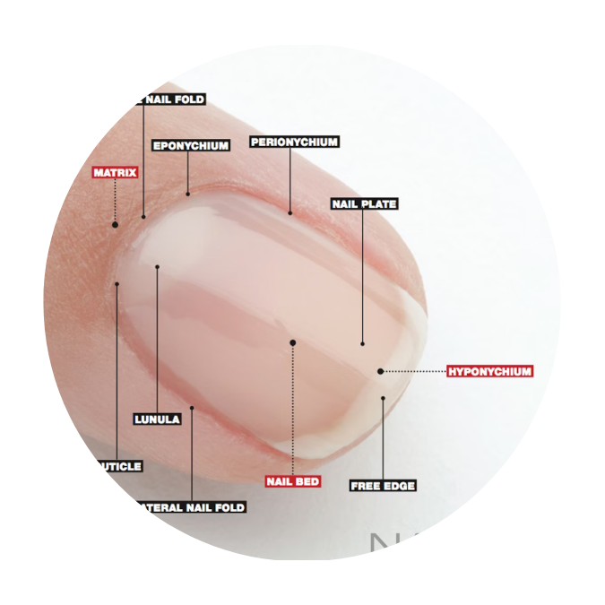 Anatomia das Unhas